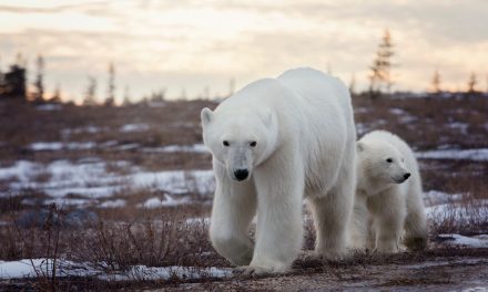 Canada Is Opening (and the Polar Bears Are Waiting)