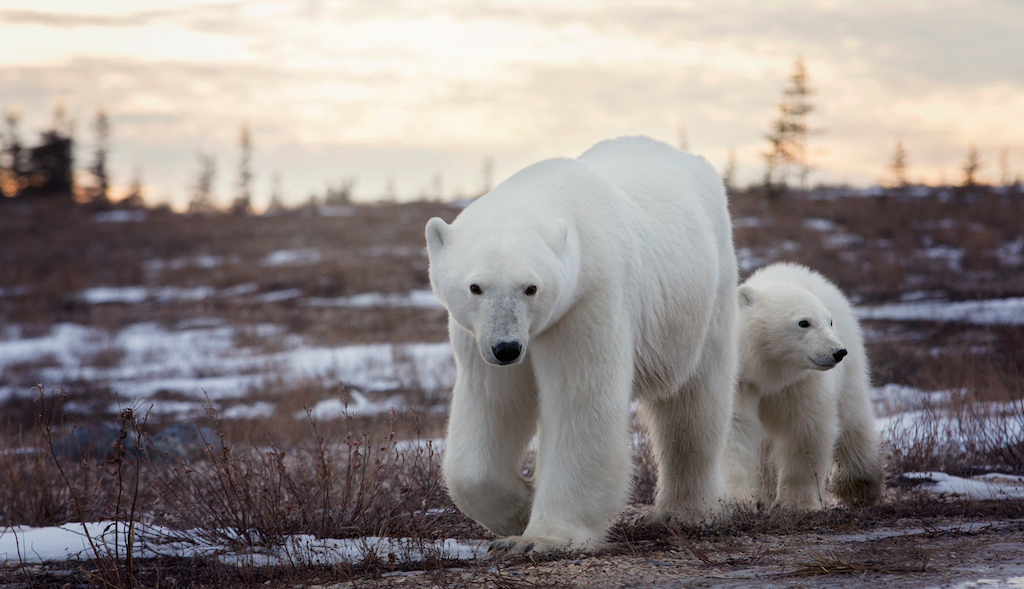 Canada Is Opening (and the Polar Bears Are Waiting)