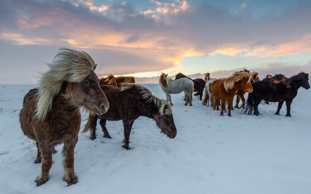 Taking on the Tolt on an Icelandic Horse