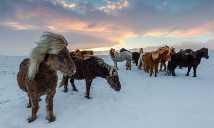 Taking on the Tolt on an Icelandic Horse