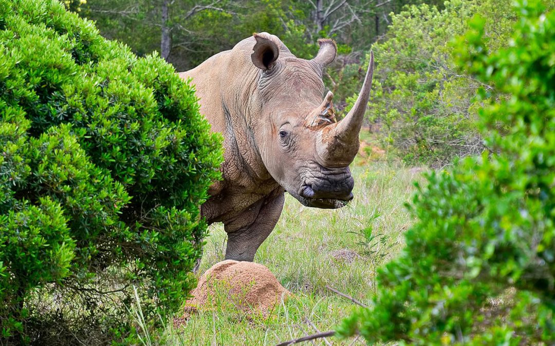 How Should Rhinos Be Relocated? Upside Down.