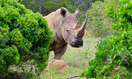How Should Rhinos Be Relocated? Upside Down.