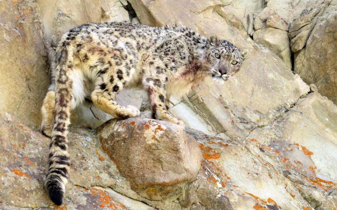 Video: The Somewhat Noble Call of a Snow Leopard