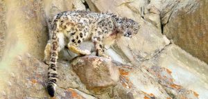 According to World Wildlife Fund, snow leopards have evolved to live in some of the harshest conditions on Earth. Their coats—spotted with large, black rosettes—blend in perfectly with the steep, rocky mountains of Central Asia.