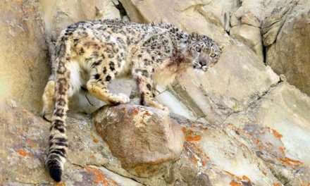 Video: The Somewhat Noble Call of a Snow Leopard