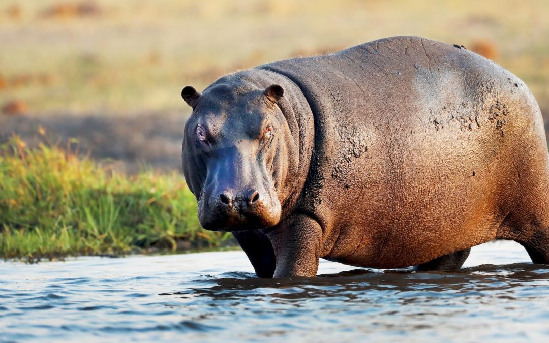 6 Surprising Facts About Hippos in Africa