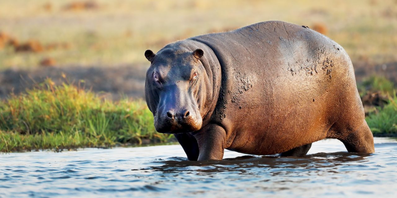 6 Surprising Facts About Hippos in Africa