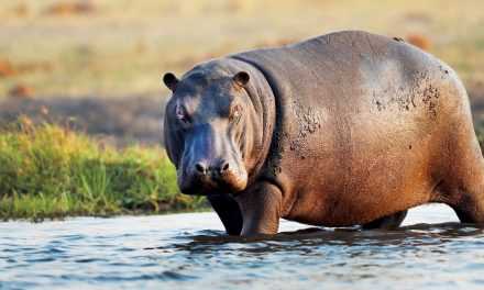6 Surprising Facts About Hippos in Africa
