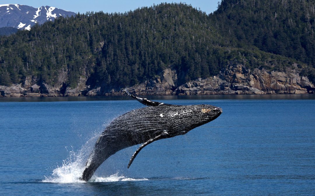 A New Whale Species Is Found Living in the Gulf of Mexico
