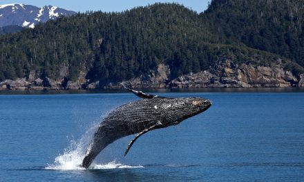 A New Whale Species Is Found Living in the Gulf of Mexico