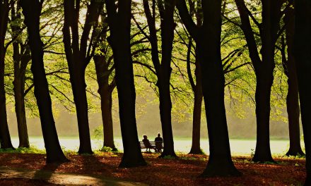 Parks, People, a Pandemic and Problem-Solving