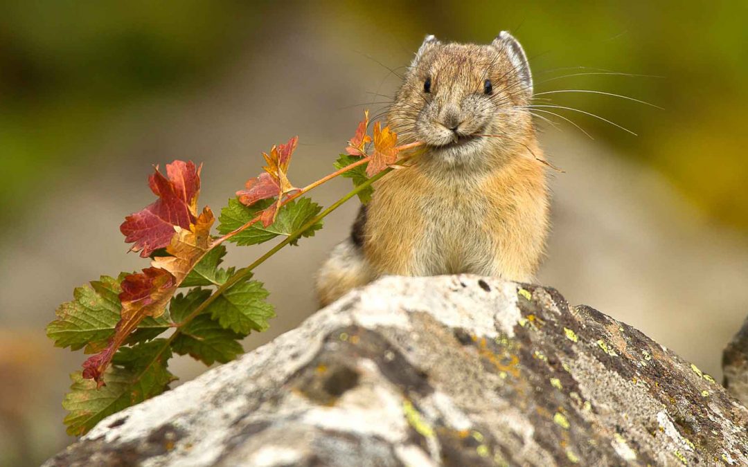 Good News: Pikas Now Predicted to Persist