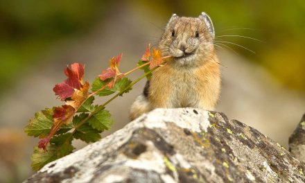 Good News: Pikas Now Predicted to Persist