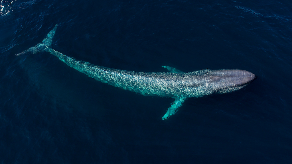 From an aerial view, a blue whale swims under the surface