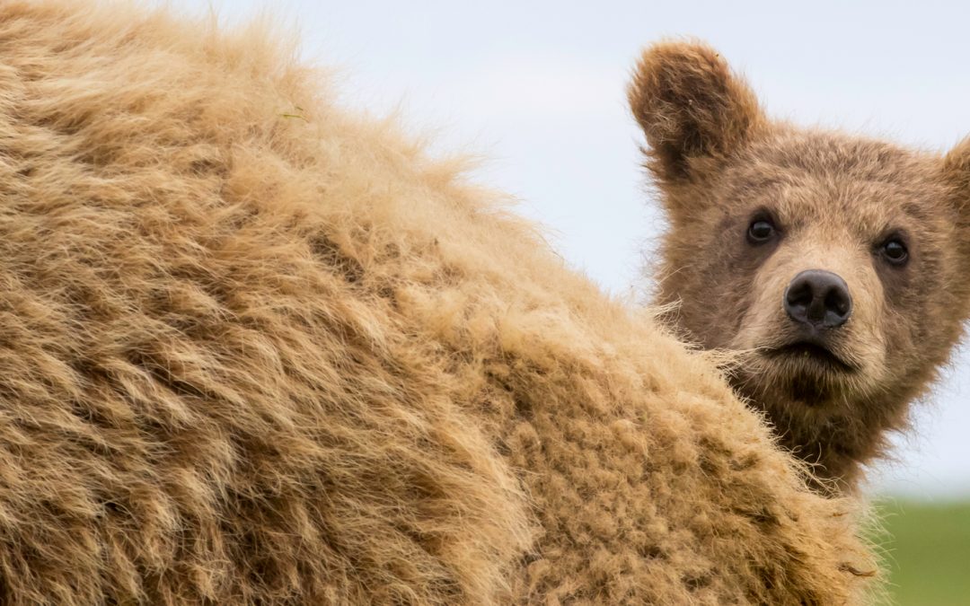 What Animals Know: Counting and Dreaming of the World