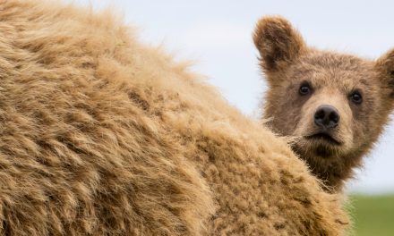 What Animals Know: Counting and Dreaming of the World