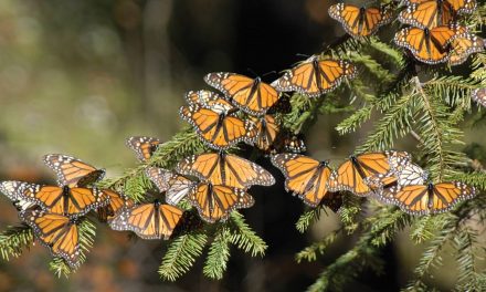 13 Facts About Monarch Butterflies in North America