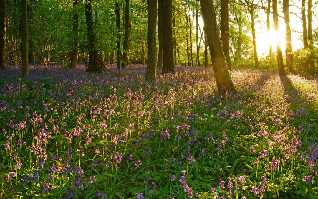 Top Places to Visit & Things to Do in the Cotswolds 