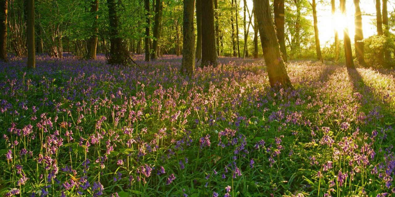 Top Places to Visit & Things to Do in the Cotswolds 