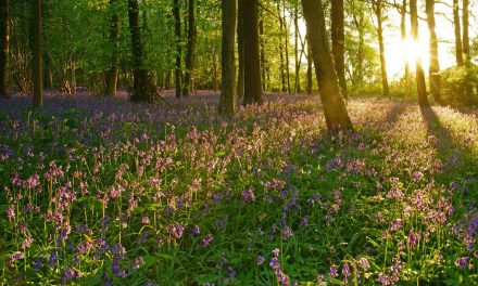 Top Places to Visit & Things to Do in the Cotswolds 