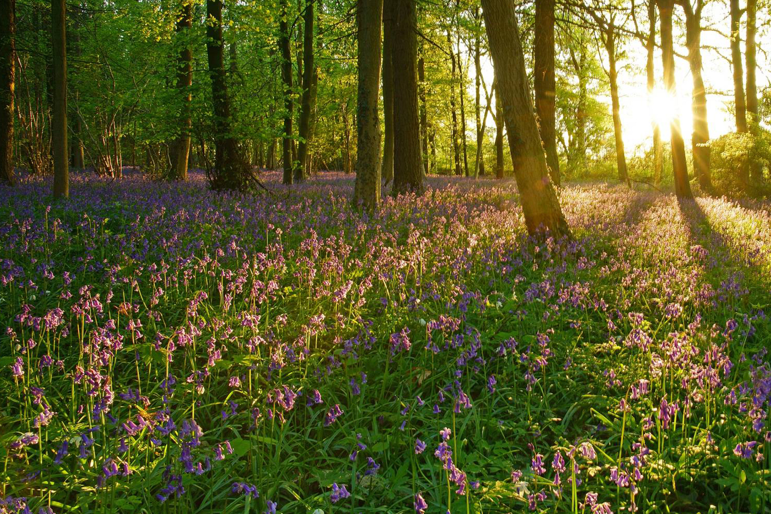 Best Places to Travel in the Cotswolds