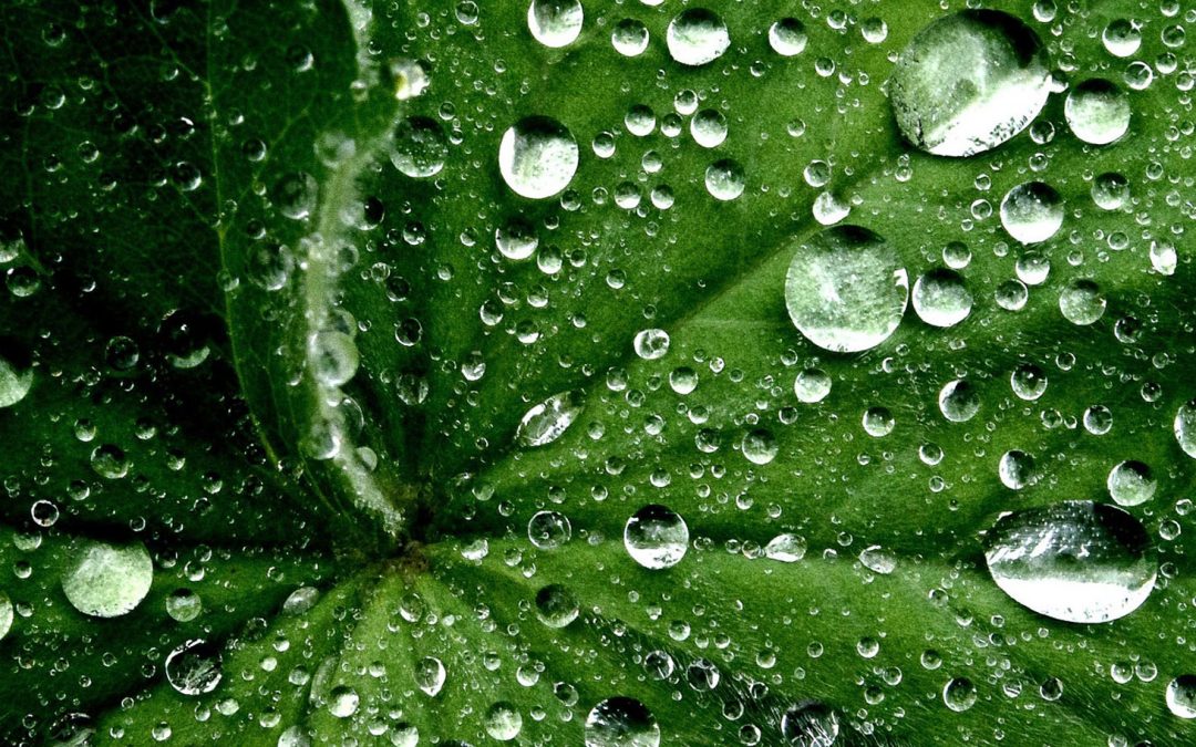 What Makes People Want to Save the Planet? Facts or Stories?