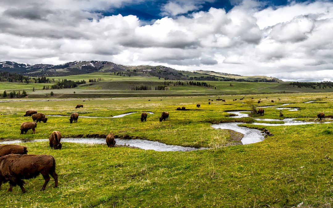 Listing, Mapping—and Changing—All Animals