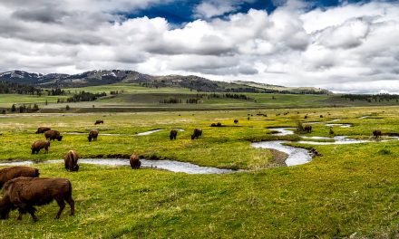 Listing, Mapping—and Changing—All Animals