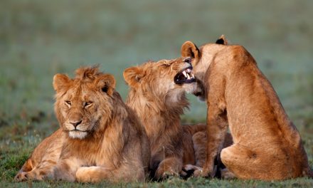 Searching for the Lions of Botswana