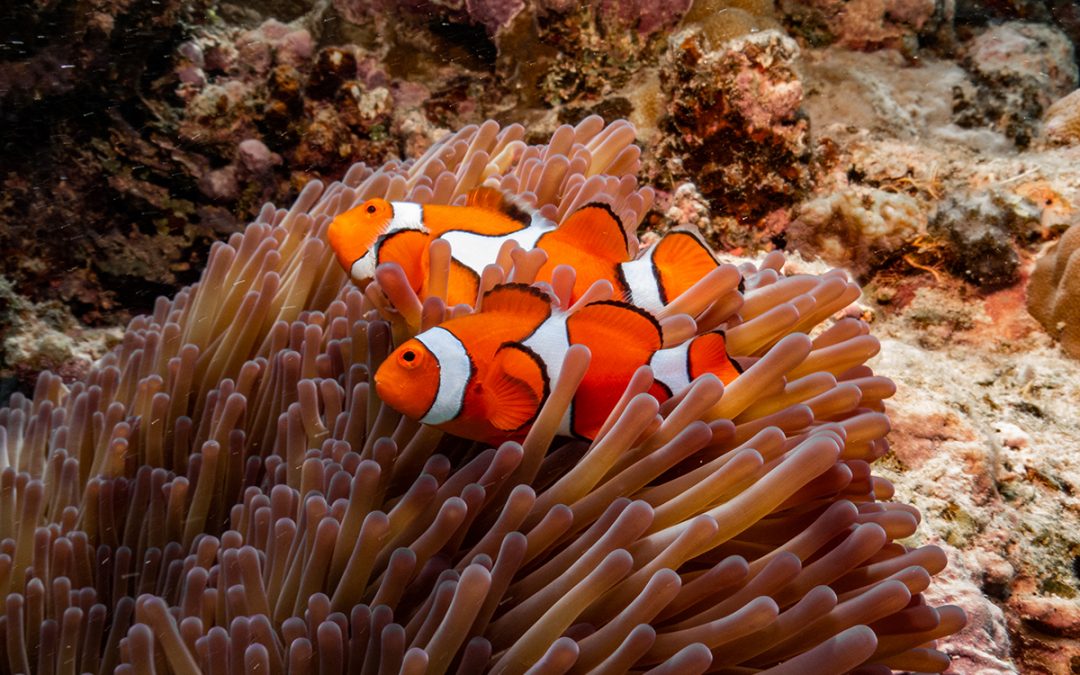 Top Animals to See On the Great Barrier Reef: Meet the Great Eight