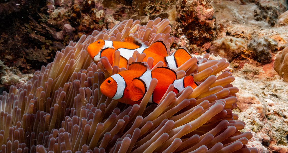 Top Animals to See On the Great Barrier Reef: Meet the Great Eight