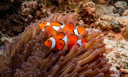 Top Animals to See On the Great Barrier Reef: Meet the Great Eight