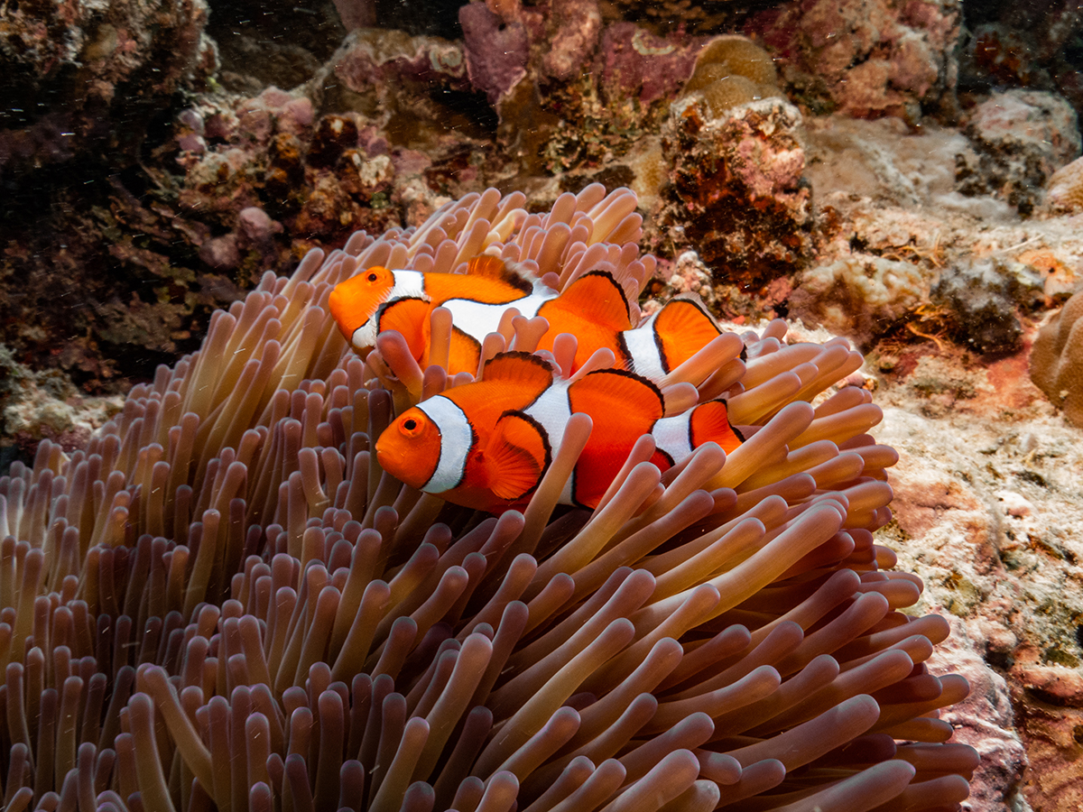 Clownfish Great Barrier Reef