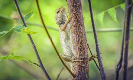 Finding New Life in a Pandemic. I Call That "Hope."
