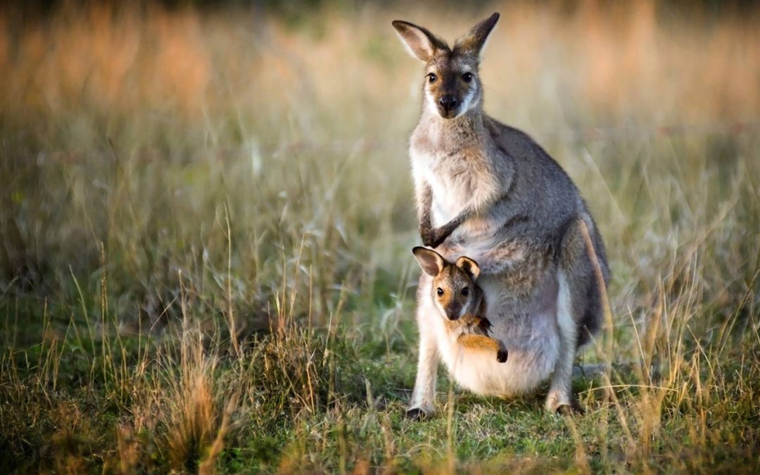 Top Places to See Wild Australian Animals Down Under