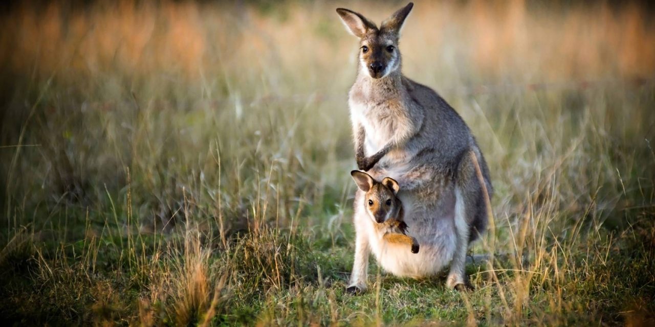 Top Places to See Wild Australian Animals Down Under