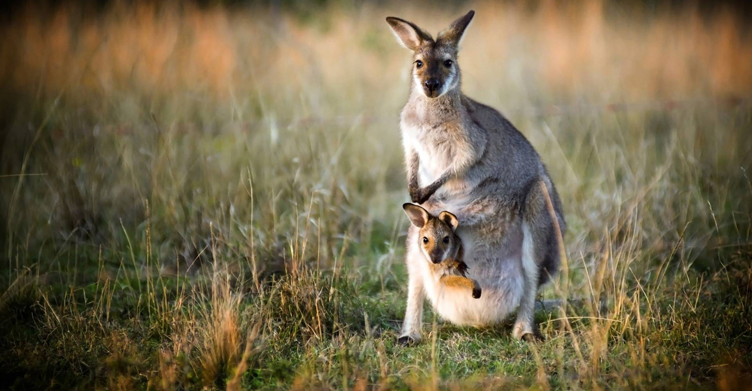 Wild kangaroo and joey in Australia