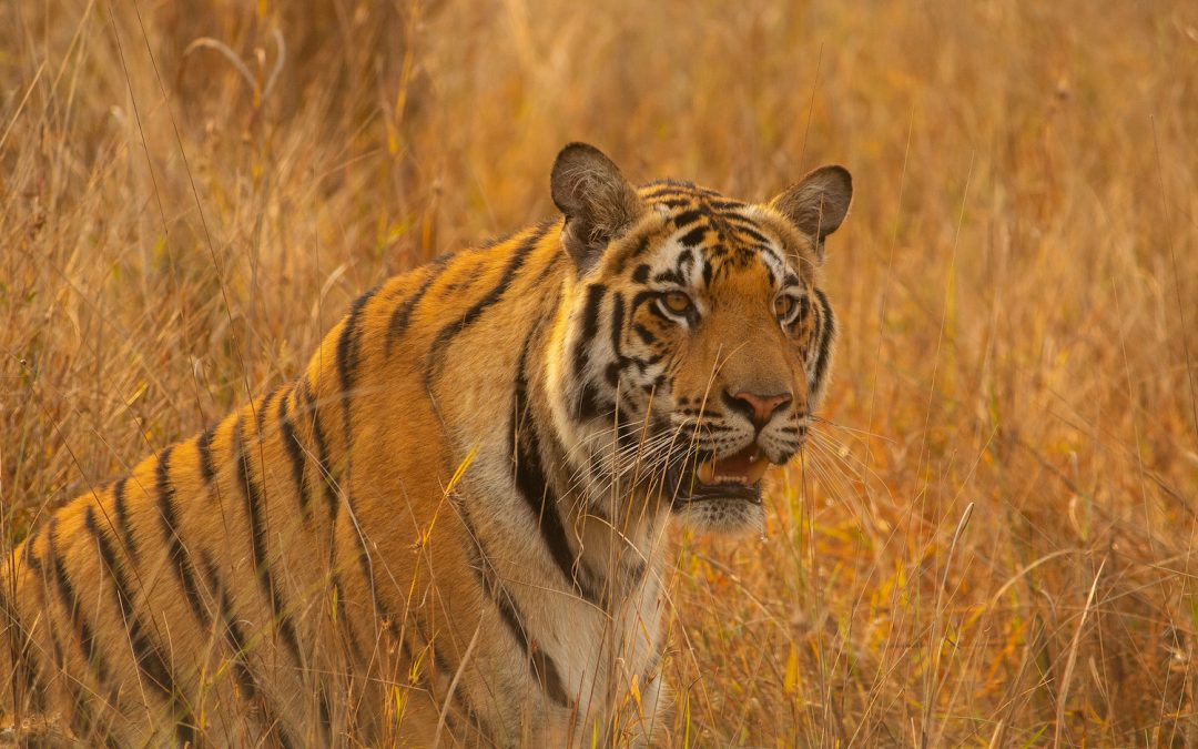 A Safari Guide’s Favorite National Parks & Tiger Reserves in India