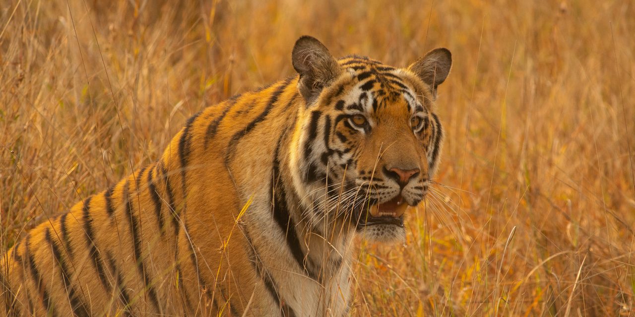 A Safari Guide’s Favorite National Parks & Tiger Reserves in India