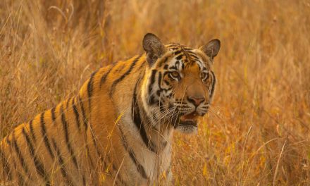 A Safari Guide’s Favorite National Parks & Tiger Reserves in India