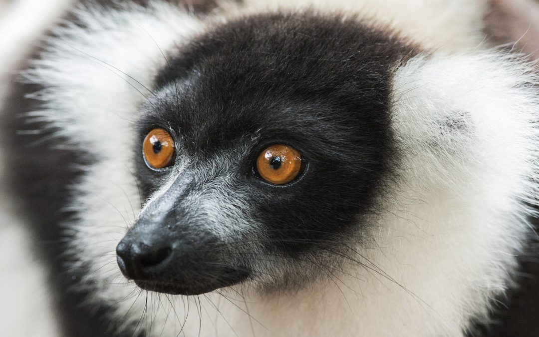 A Sense of Rhythm: Birds, Lemurs, Whales and Us