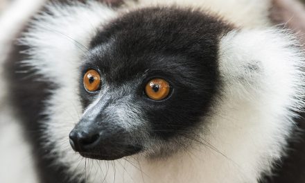 A Sense of Rhythm: Birds, Lemurs, Whales and Us