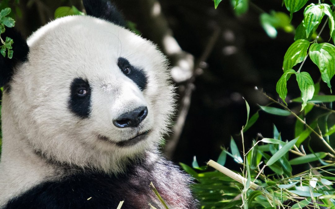 Like Us, Pandas Need a Sense of Wanderlust
