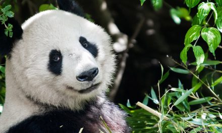 Like Us, Pandas Need a Sense of Wanderlust