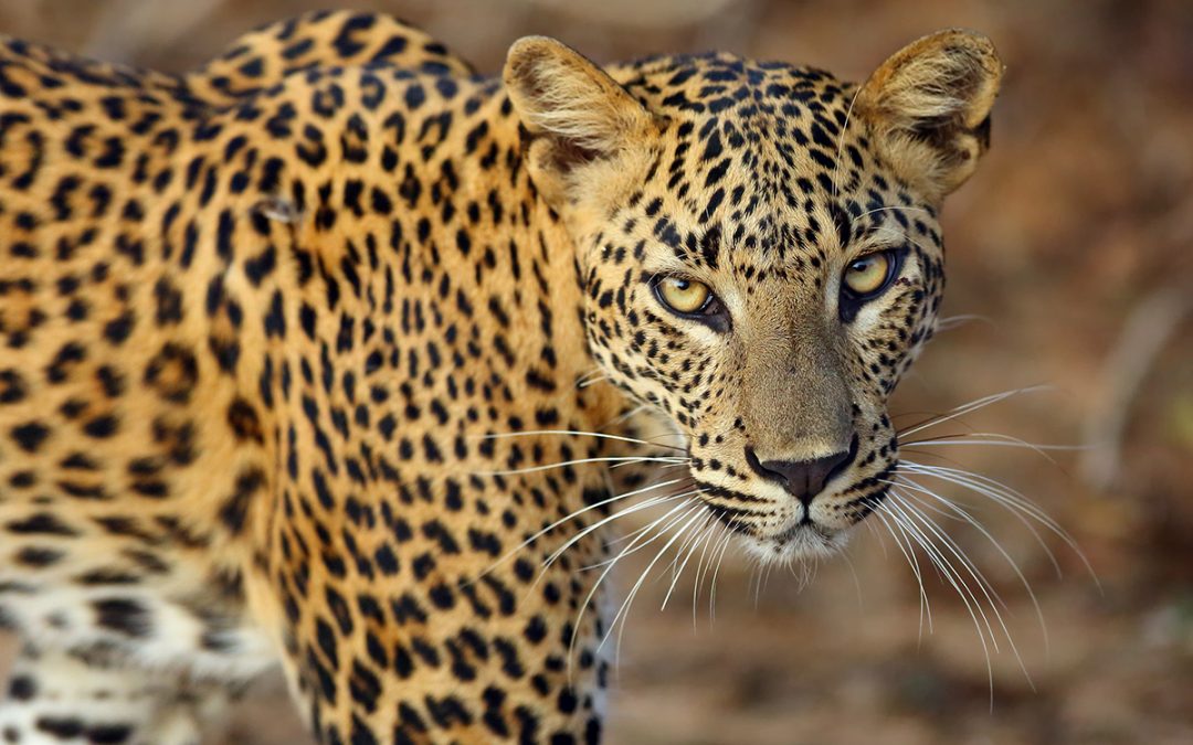 Sri Lankan Animals to See on an Island Safari