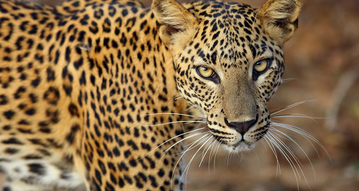 Sri Lankan Animals to See on an Island Safari