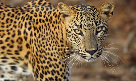 Sri Lankan Animals to See on an Island Safari