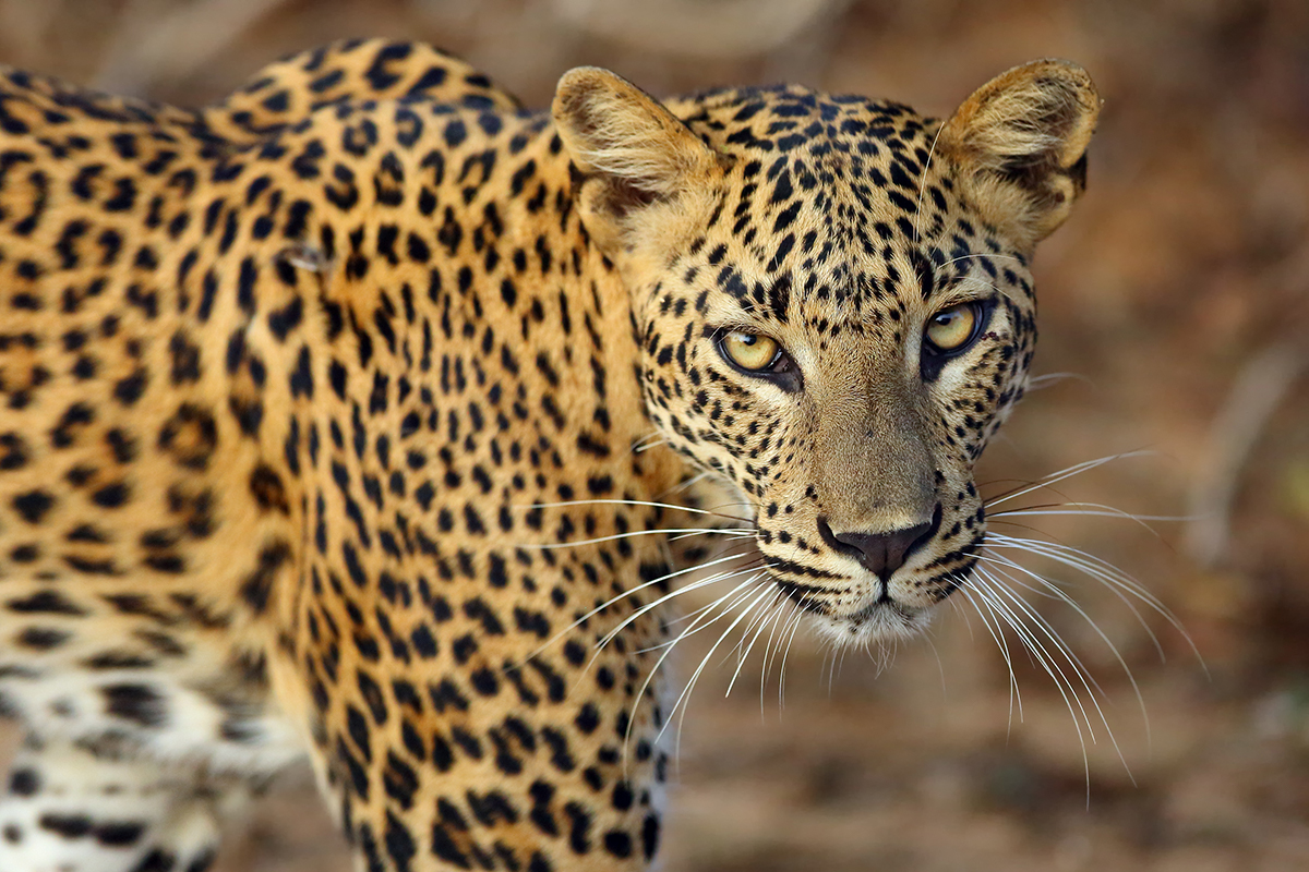 Wild Sri Lankan leopard