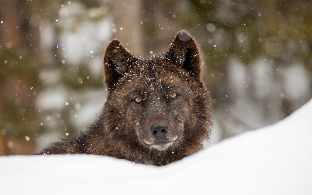 Yellowstone: Restoring Wolves Revived Willows