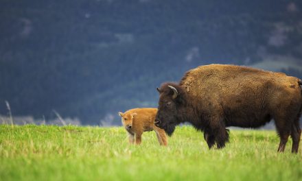 Fascinating Facts About Yellowstone National Park